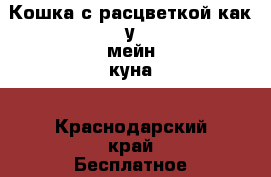 Кошка с расцветкой как у мейн-куна - Краснодарский край Бесплатное » Отдам бесплатно   